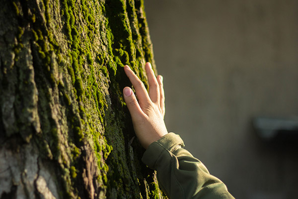 mar_trees_ecosistemas_0010_mano-arbol-tacto