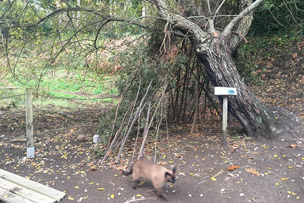 mar_trees_ecosistemas_0012_juego refugio construido por alumnos