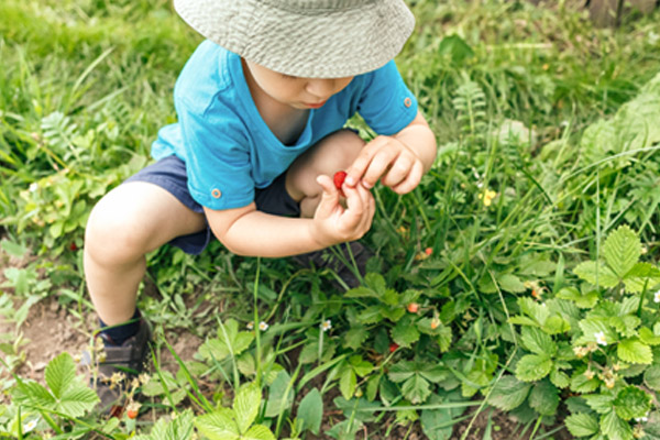 trees_ecosistemas_0005_niño descubriendo fresas silvestres.jpeg