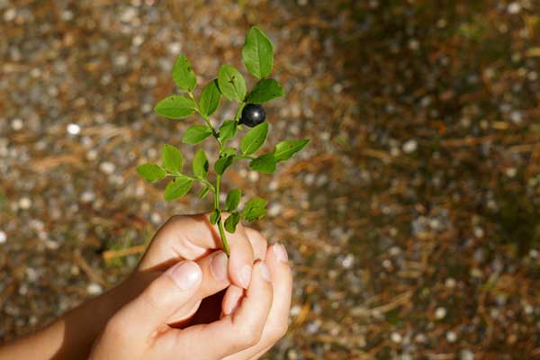 niño-sosteniendo-arbolito